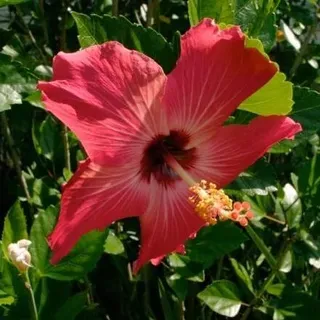 thumbnail for publication: Profitability and Cost Estimates for Producing Tropical Hibiscus in South Florida